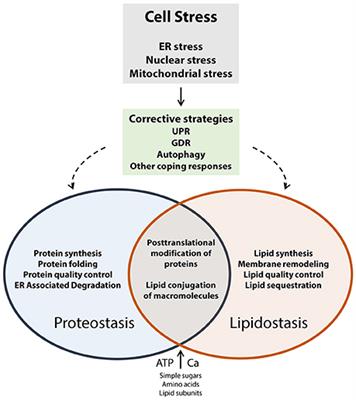 Endoplasmic Reticulum Malfunction in the Nervous System